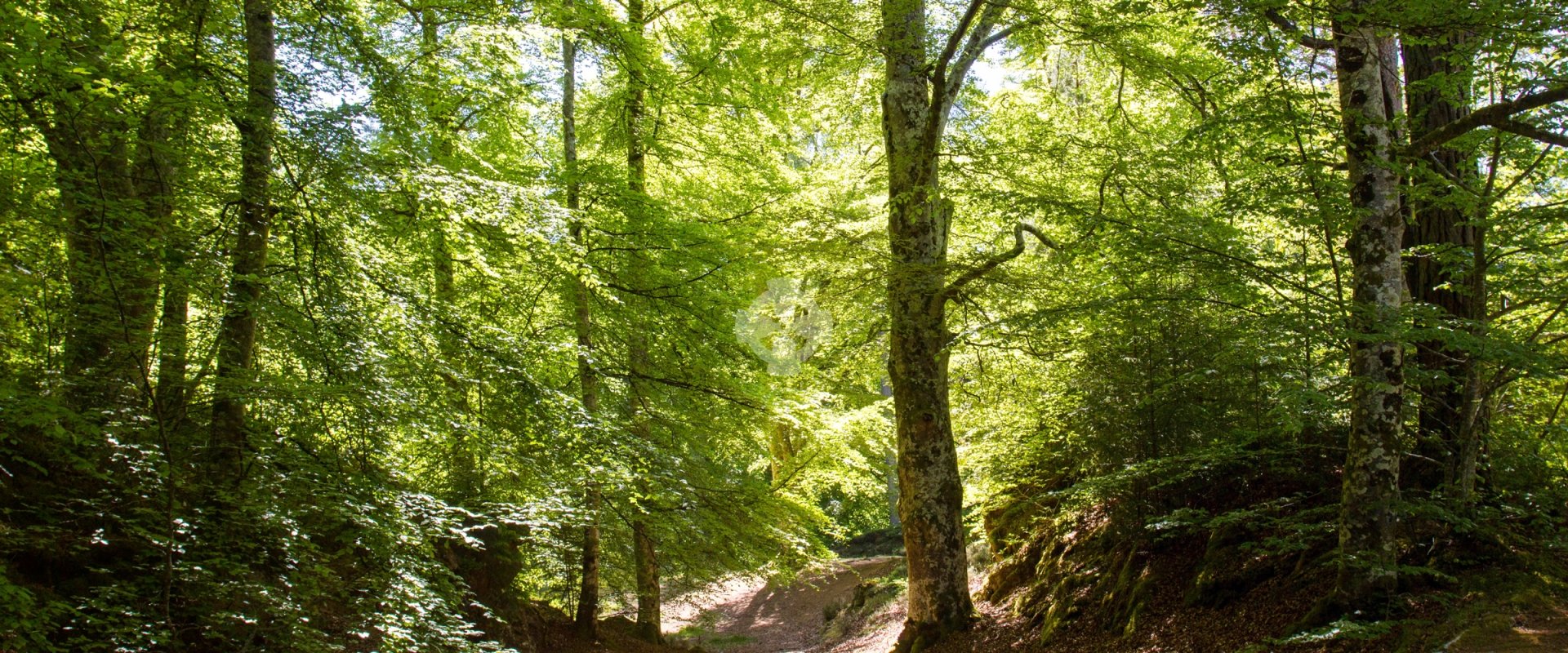Beech grove, Findhorn Gorge