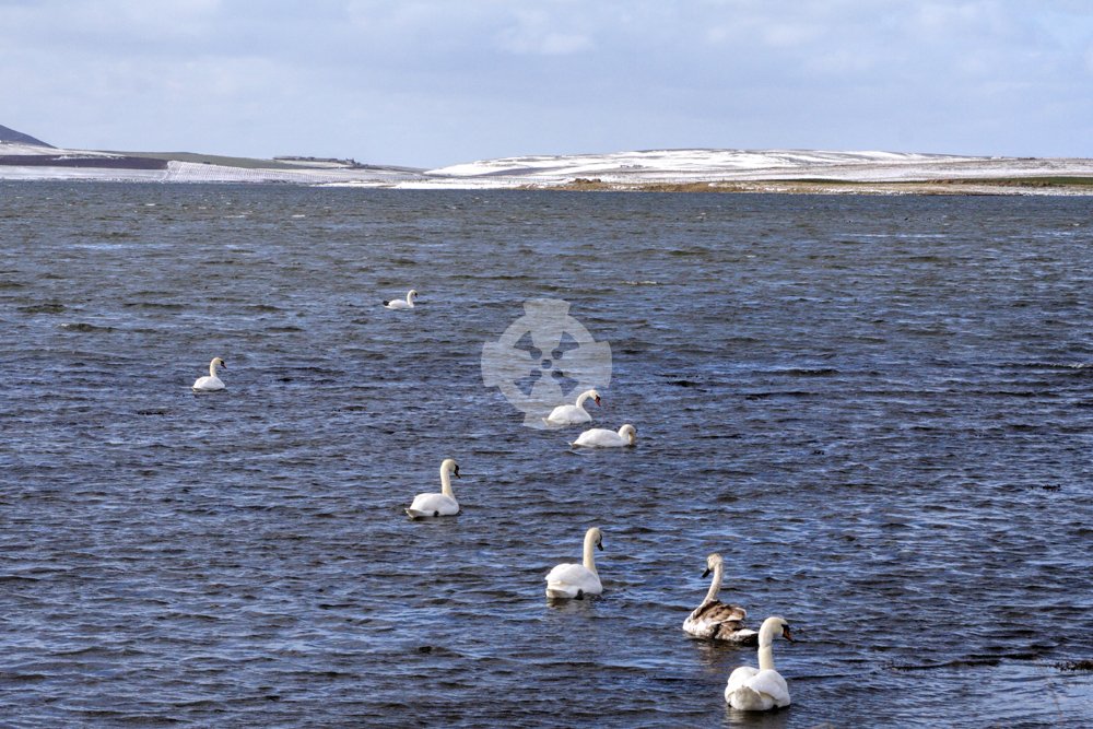 Image of Swans, Loch of Stenness, Orkney