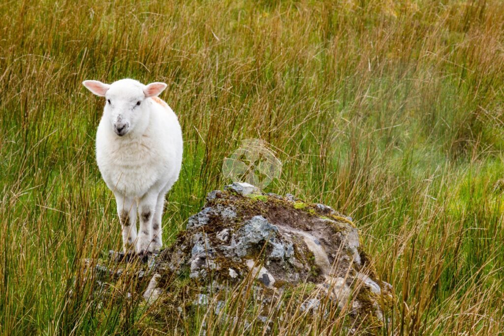 Photo of a lamb standing on a rock surrounded by bog