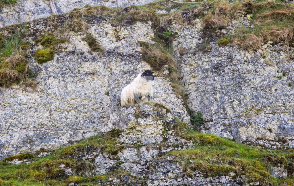 Photo of a sheep perched on a crag